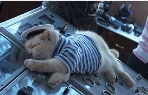 ship's cat superstition