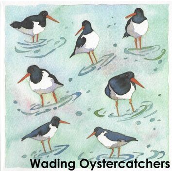 Emma Ball Wading Oystercatchers Single Coaster